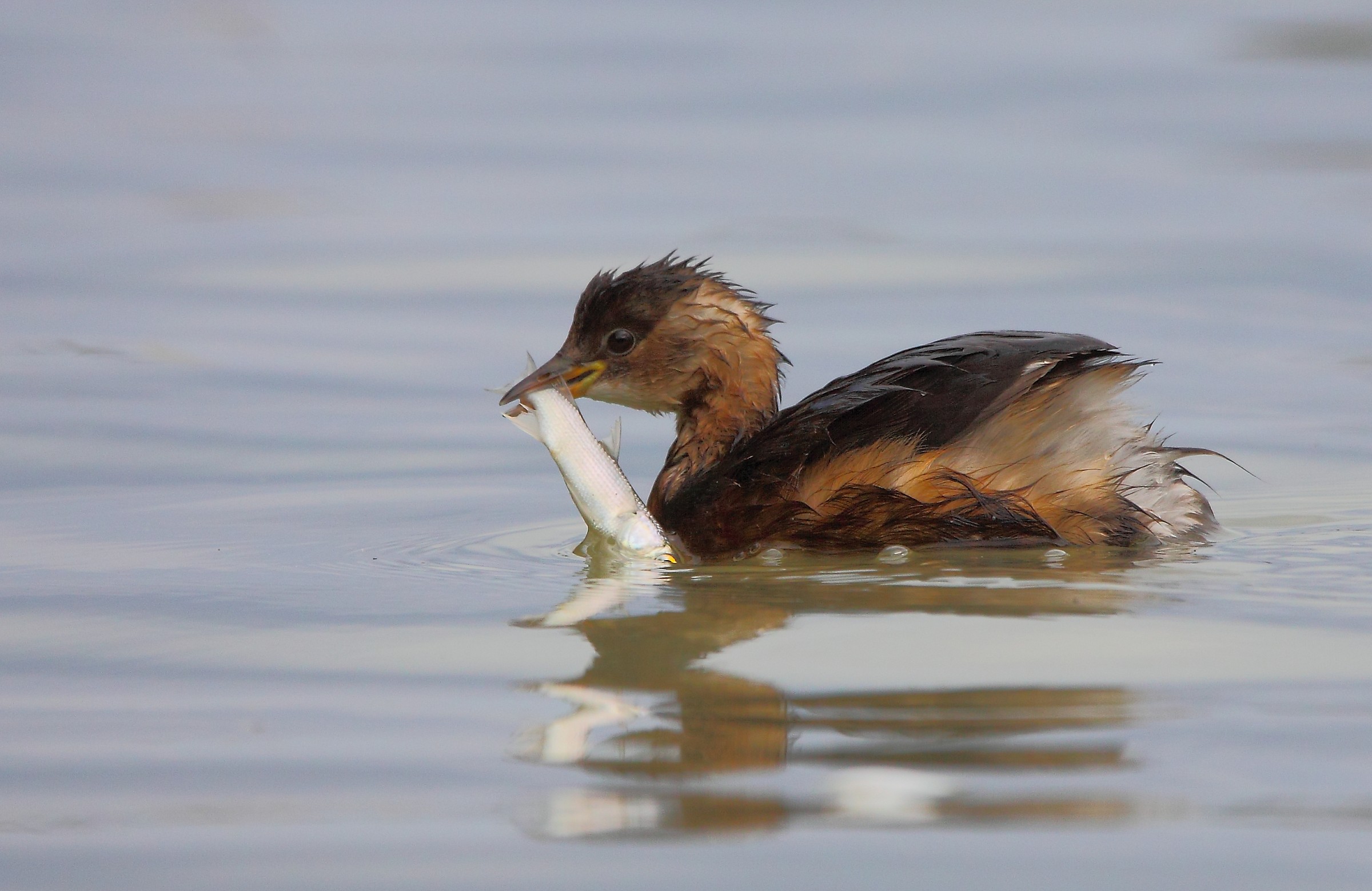 Little Grebe with prey