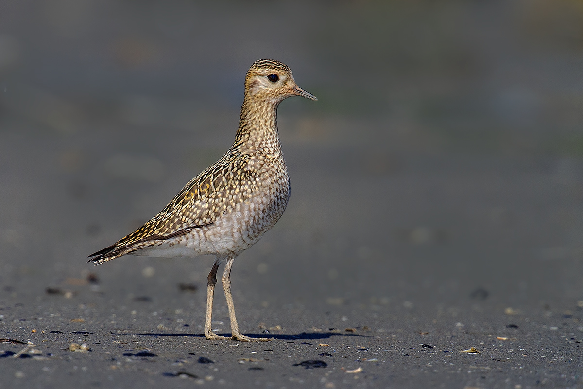 Limicolo - piviere dorato