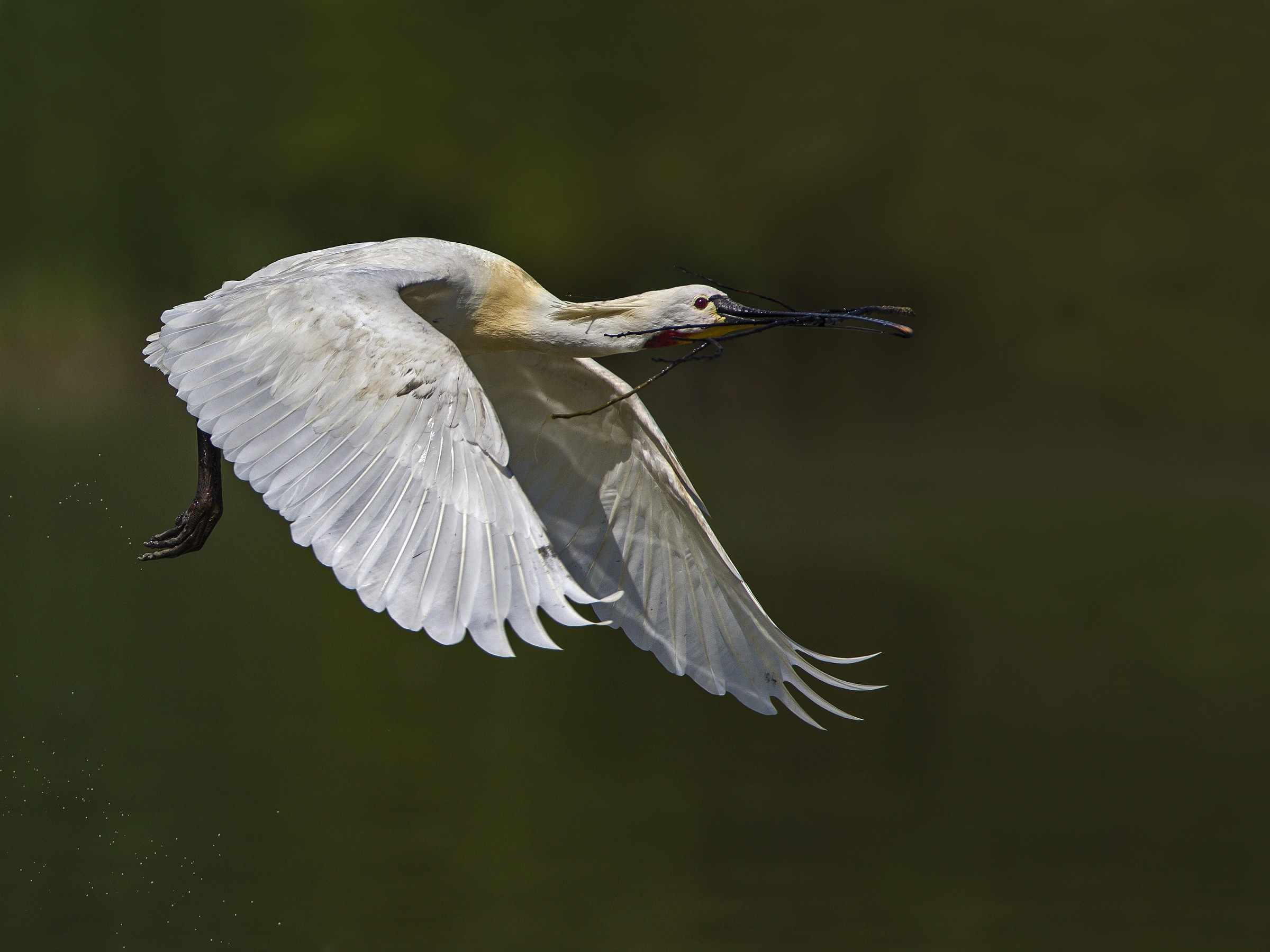 Spoonbill (Eurasian spoonbill)