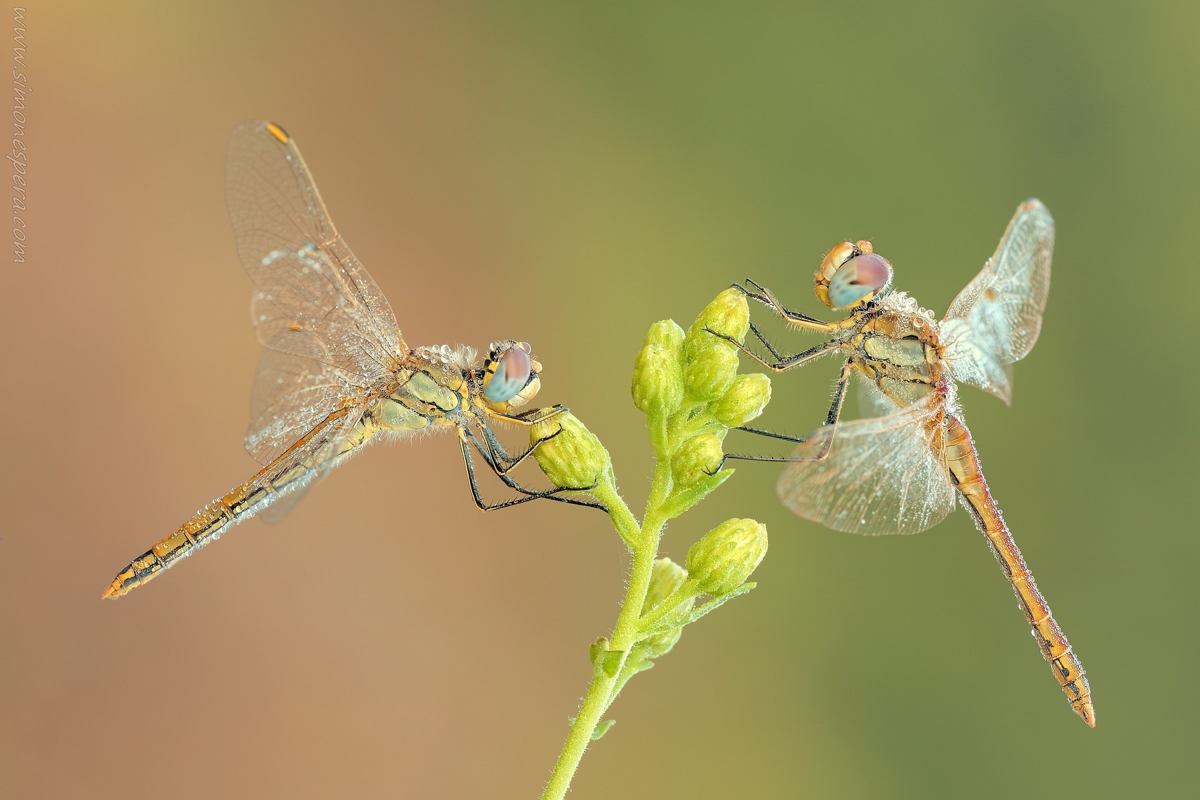 Alter Ego Fonscolombii....