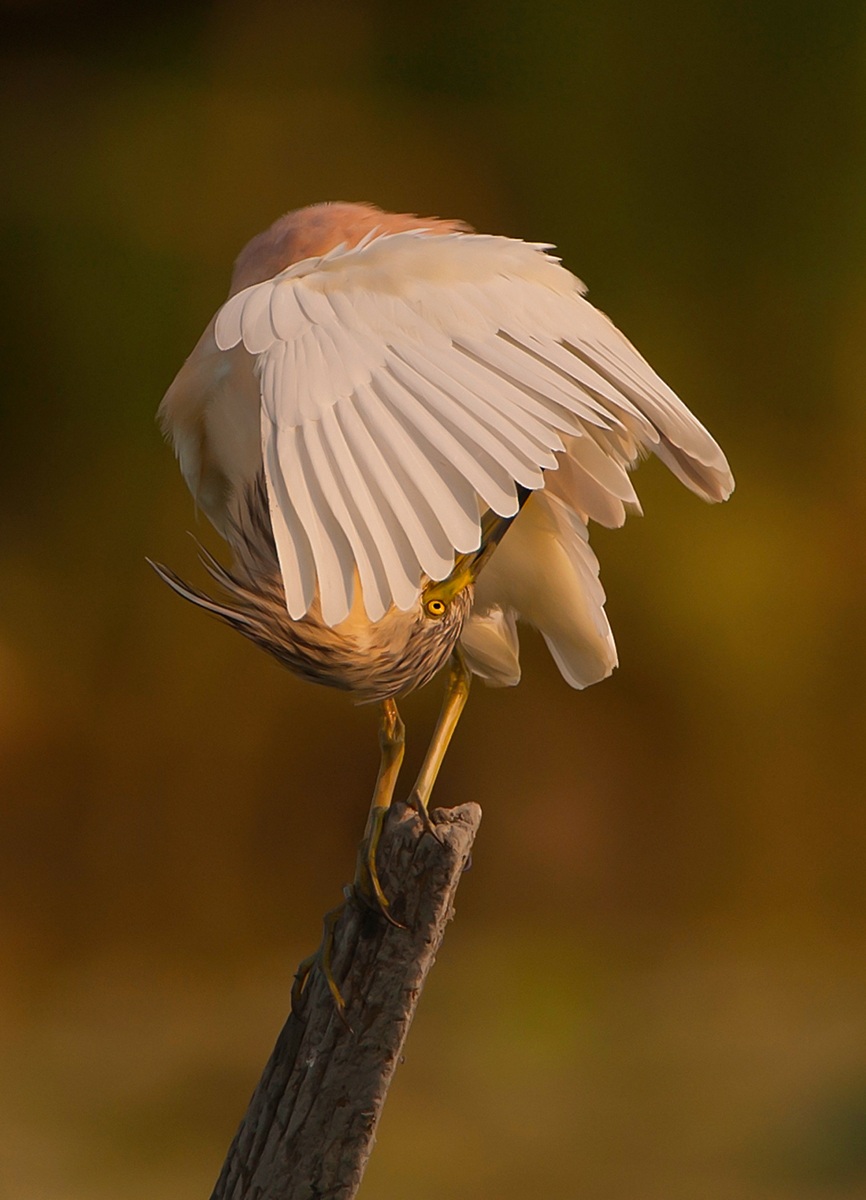 sgarza ciuffetto......