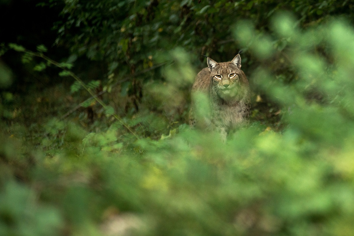 La lince dell'abruzzo