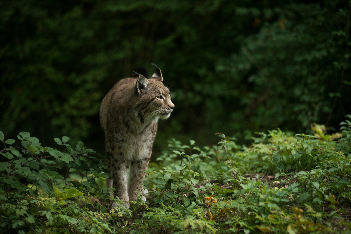 La lince dell'abruzzo