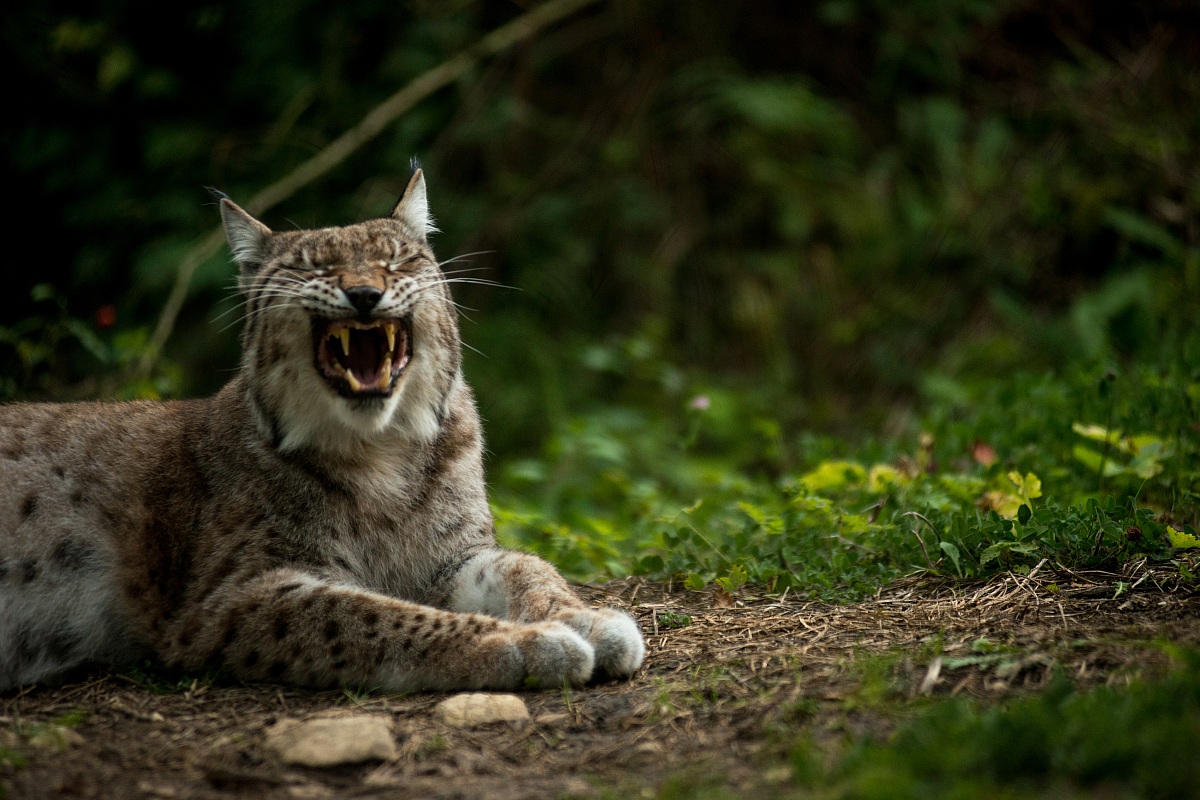 La lince dell'abruzzo