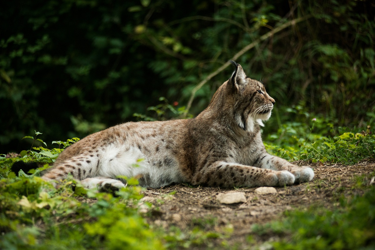 La lince dell'abruzzo