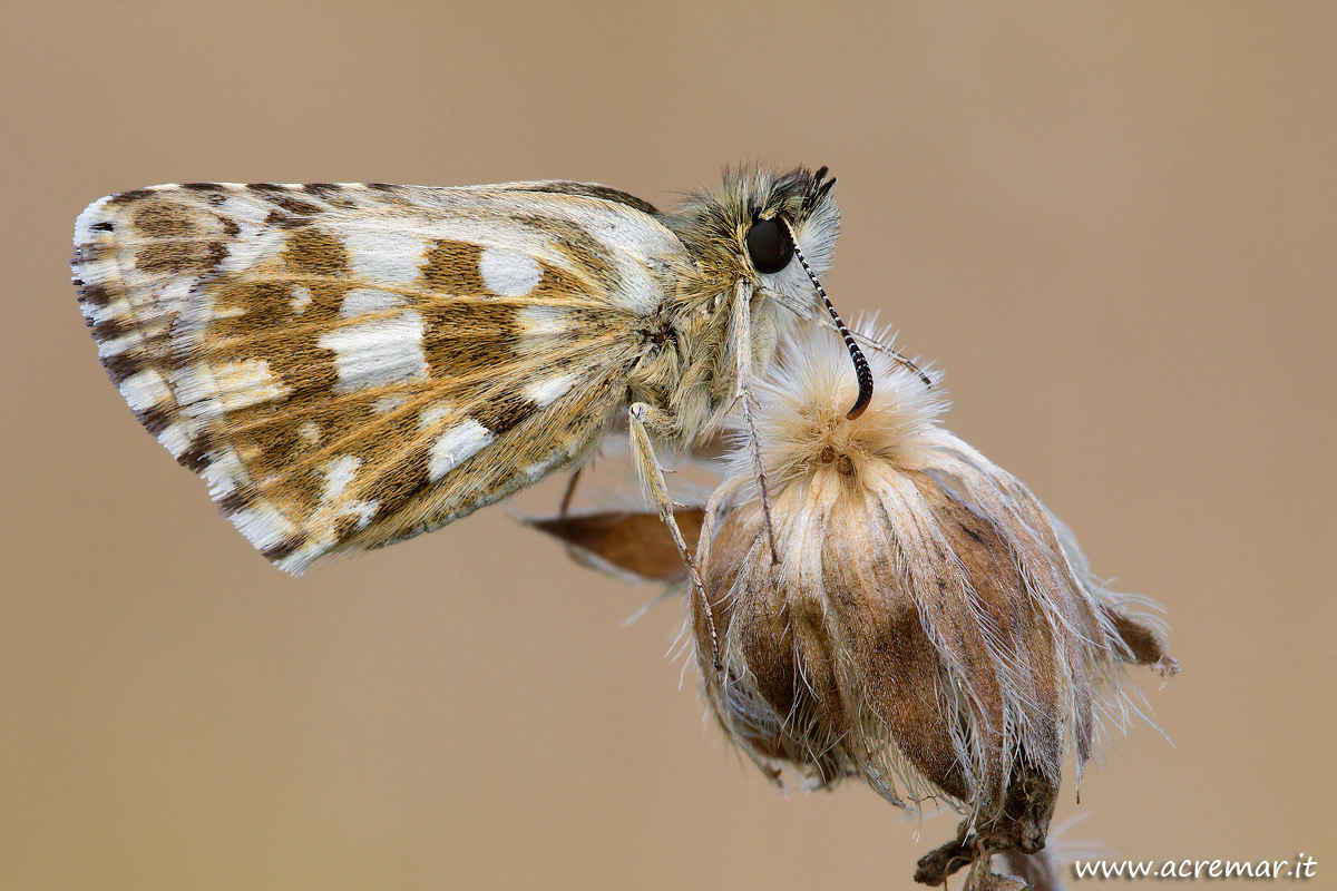 #Pyrgus serratulae #Hesperiidae