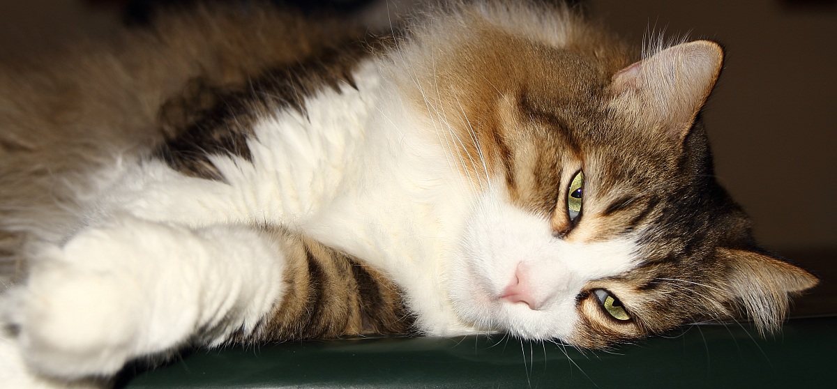 Kelvs the pause for reflection