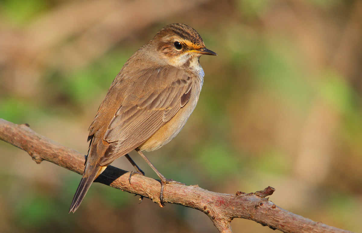 Bluethroat