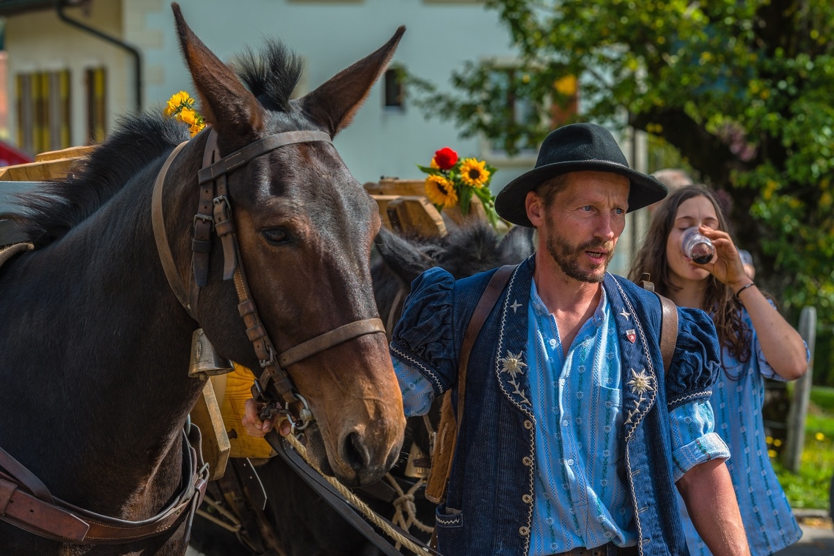 Swiss Armailli - La désalpe