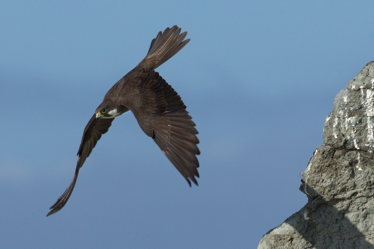 The Lord of the Wind