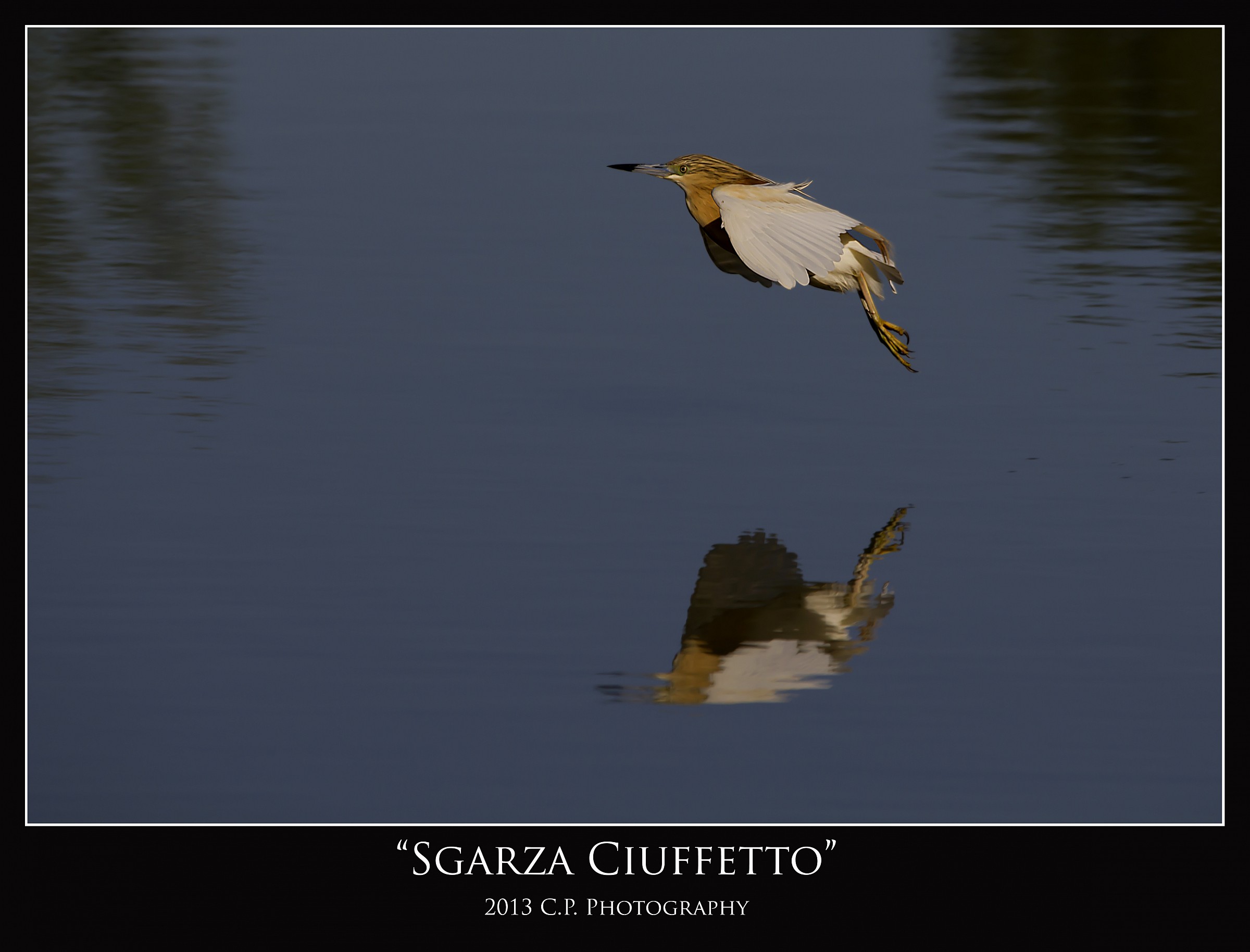 Sgarza Ciuffetto Riflessa