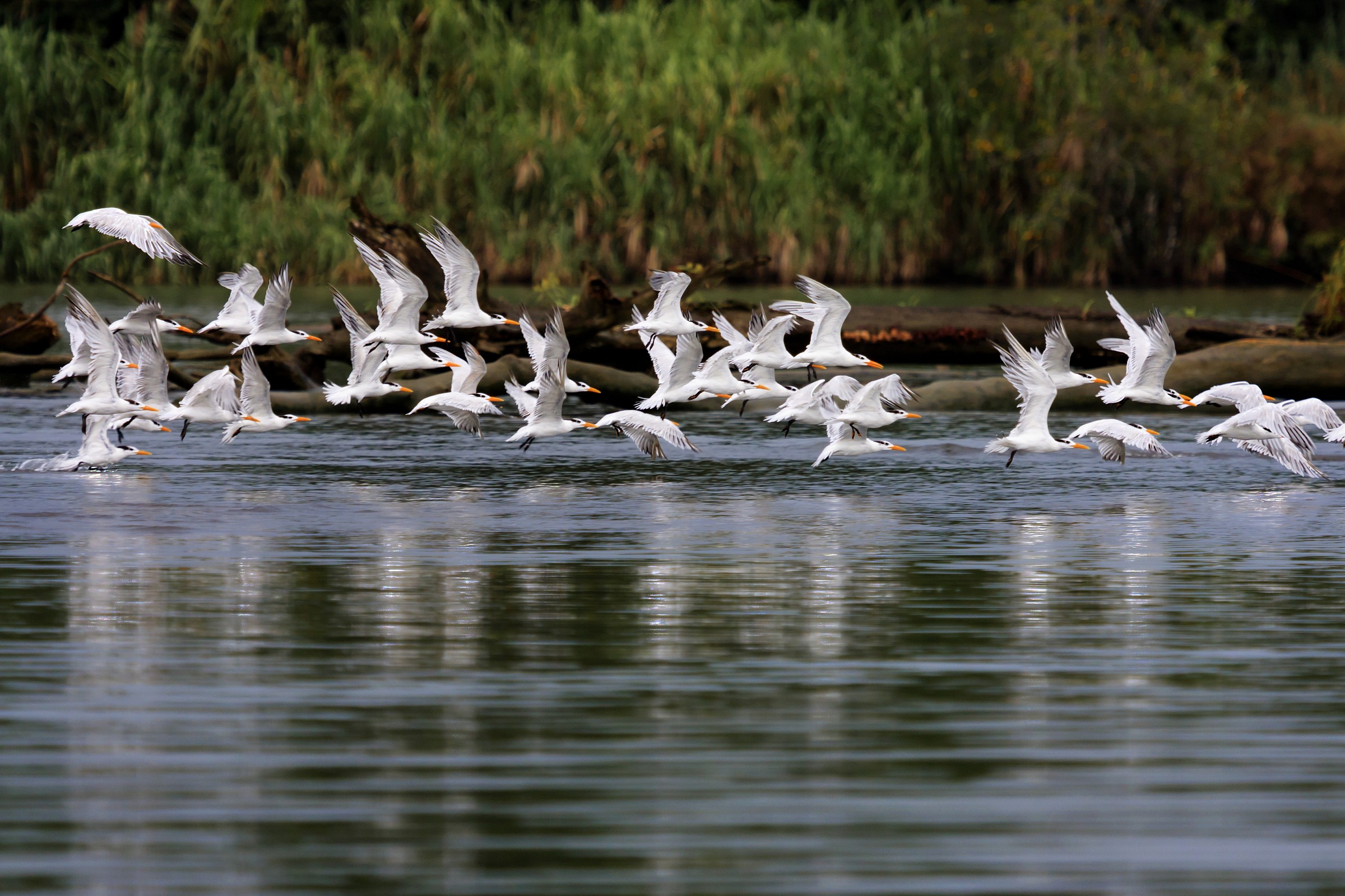 flight .. on the fly