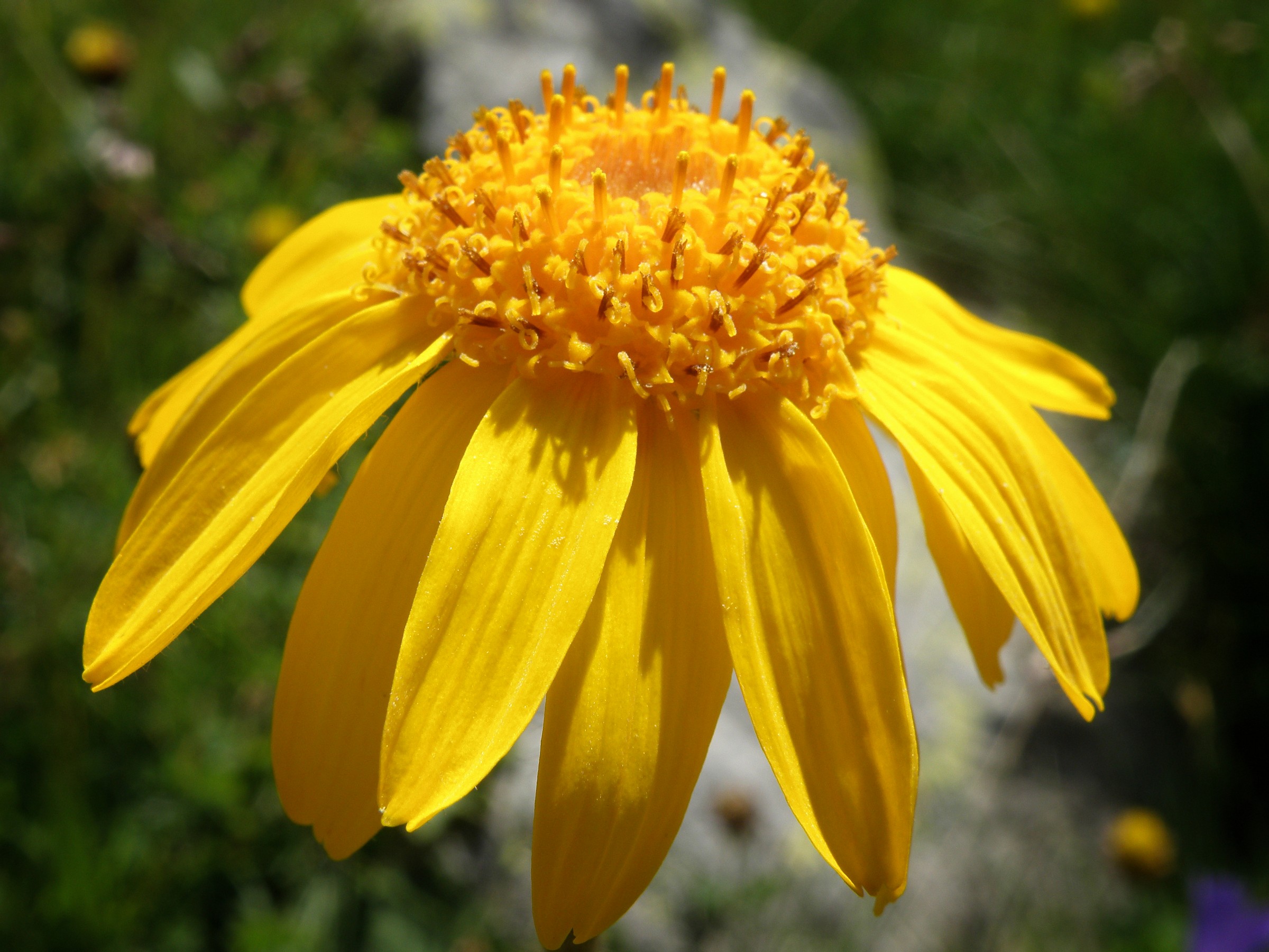 Arnica montana