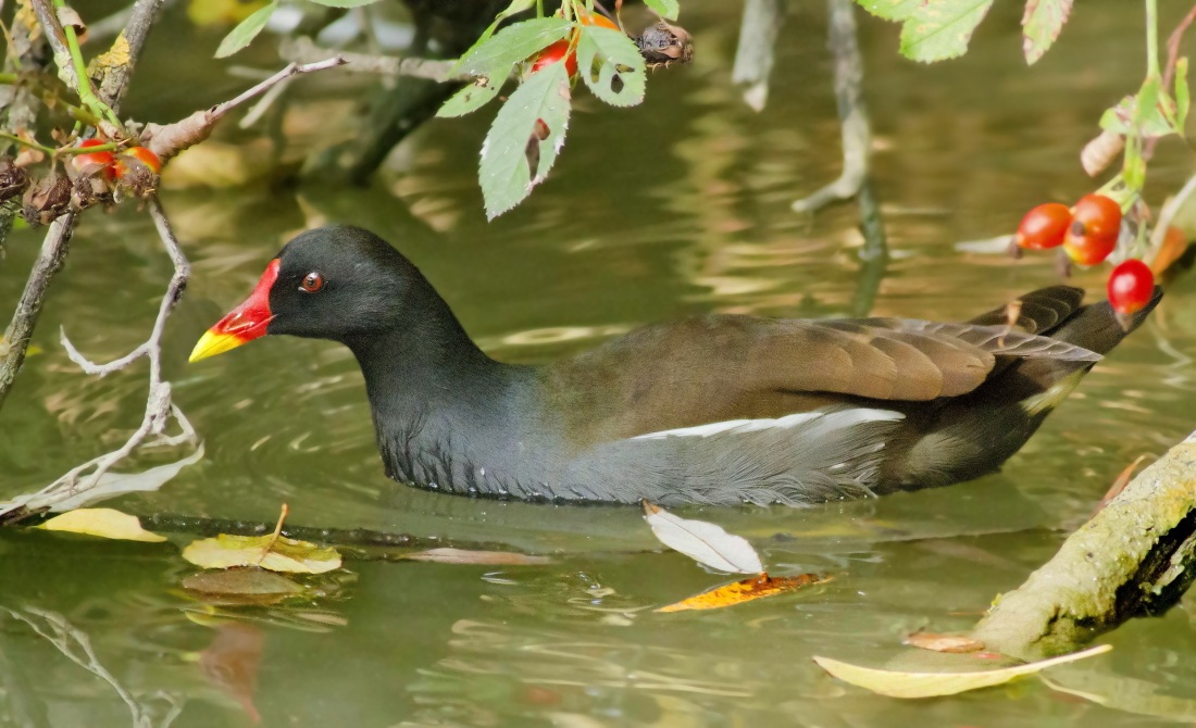 Gallinella con Bacche