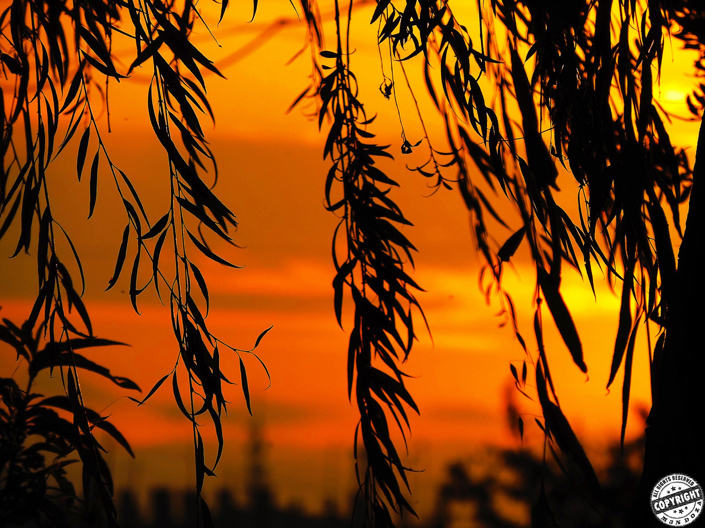 Leaves against the sunset