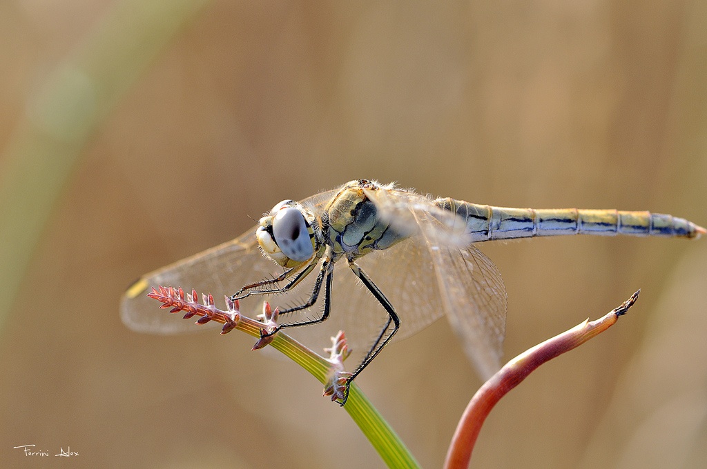 Libellula 1