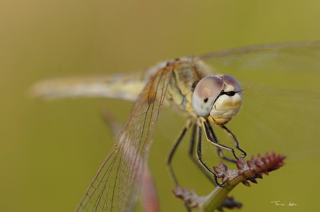 Libellula 2