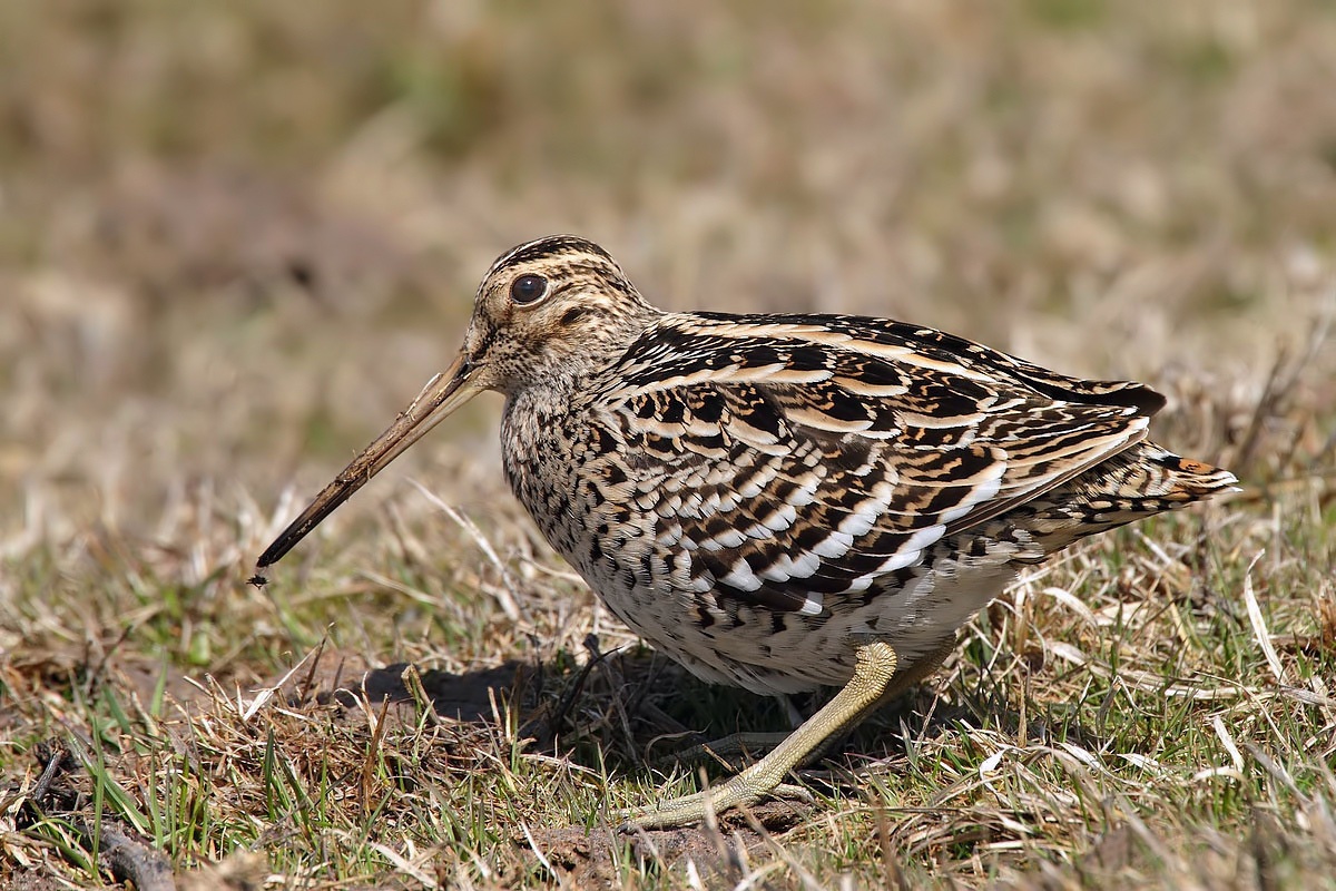croccolone con mosca