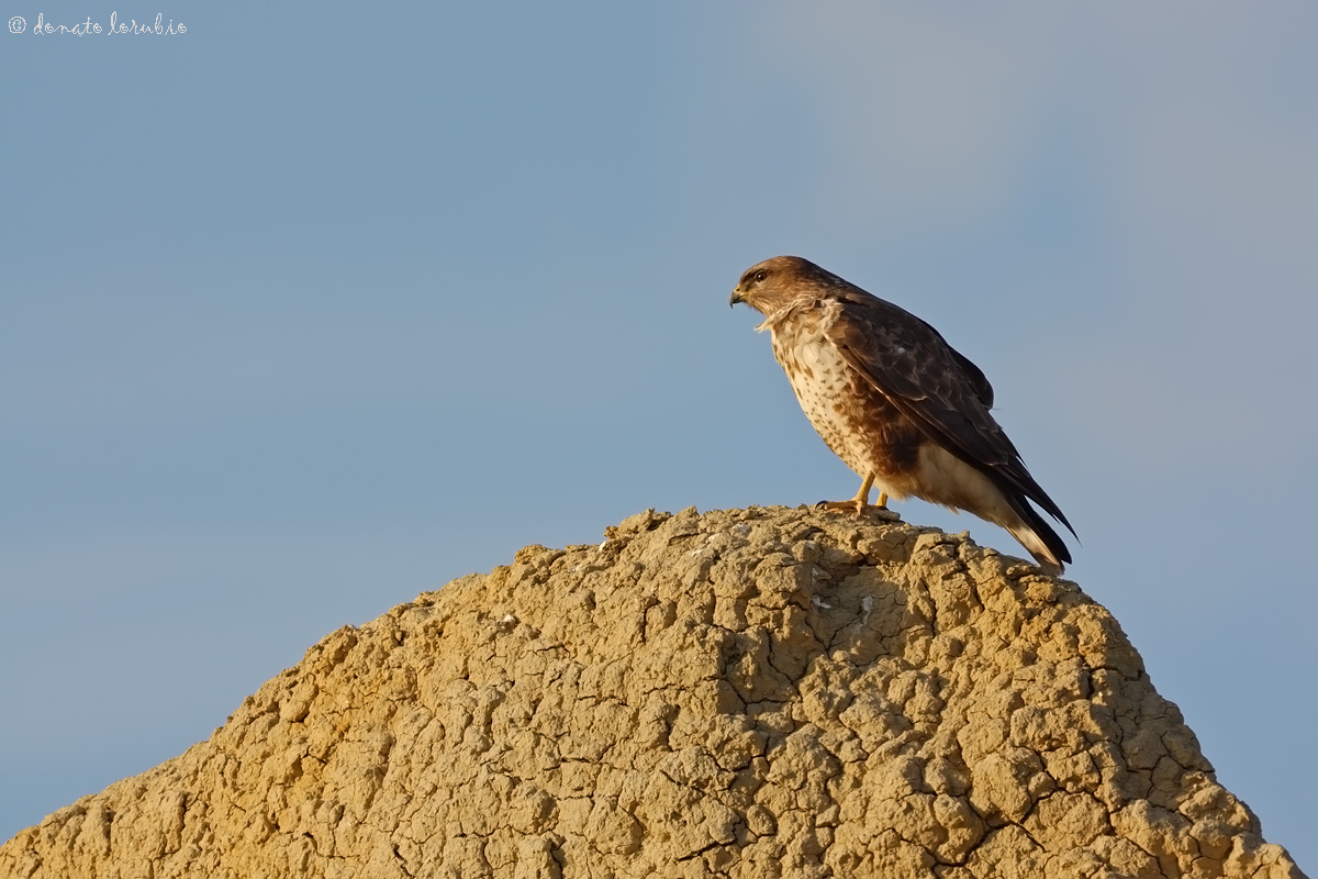 Poiana tra i calanchi