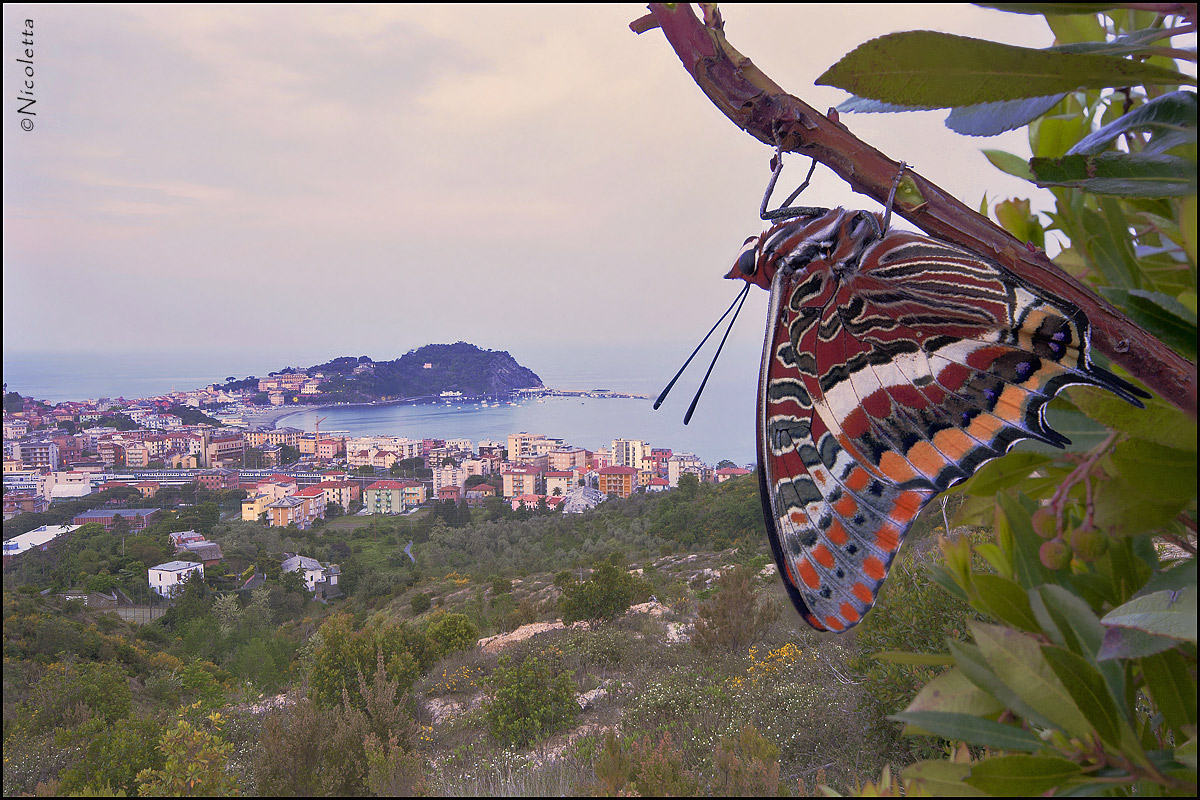 Panoramic Charaxes