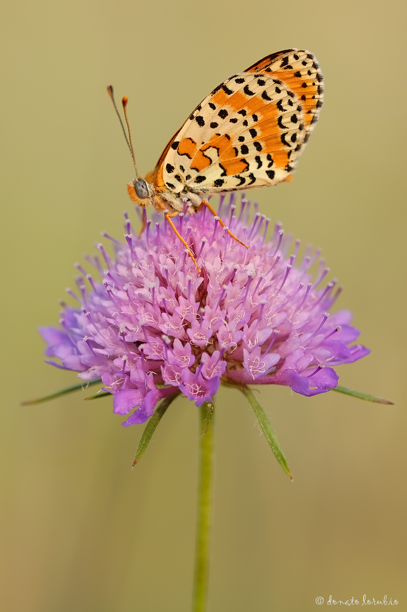 Melitaea didyma