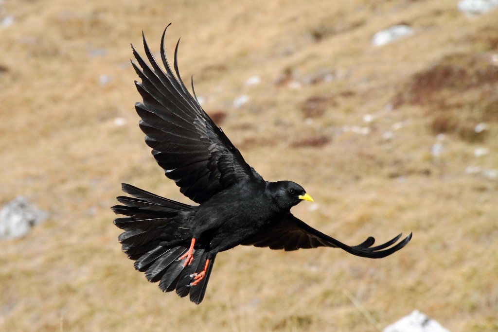 Alpine chough