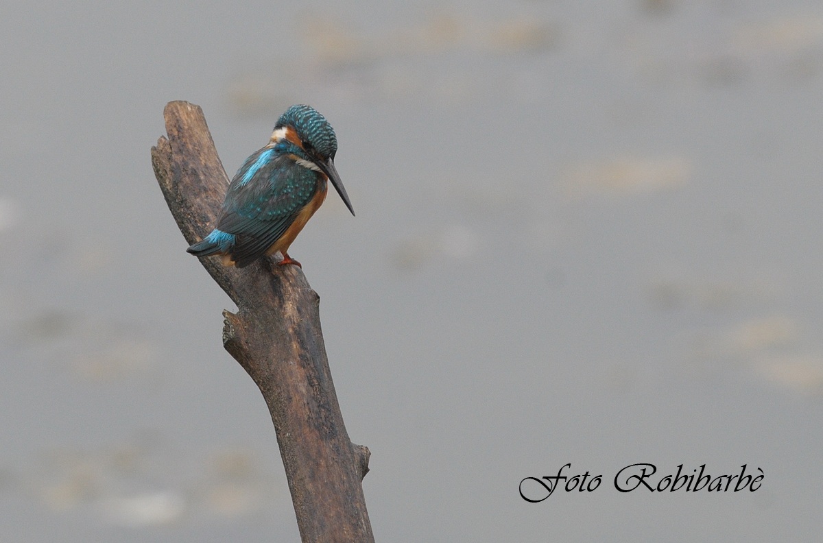 Martin pescatore....cessato il temporale.....