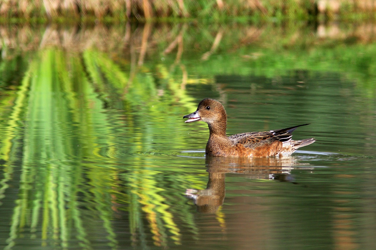 Fischione (femmina?)