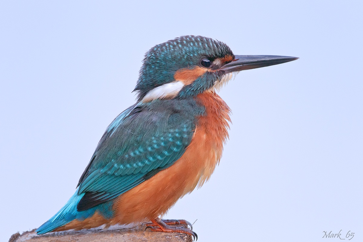 Ecco..stia fermo un istante che..