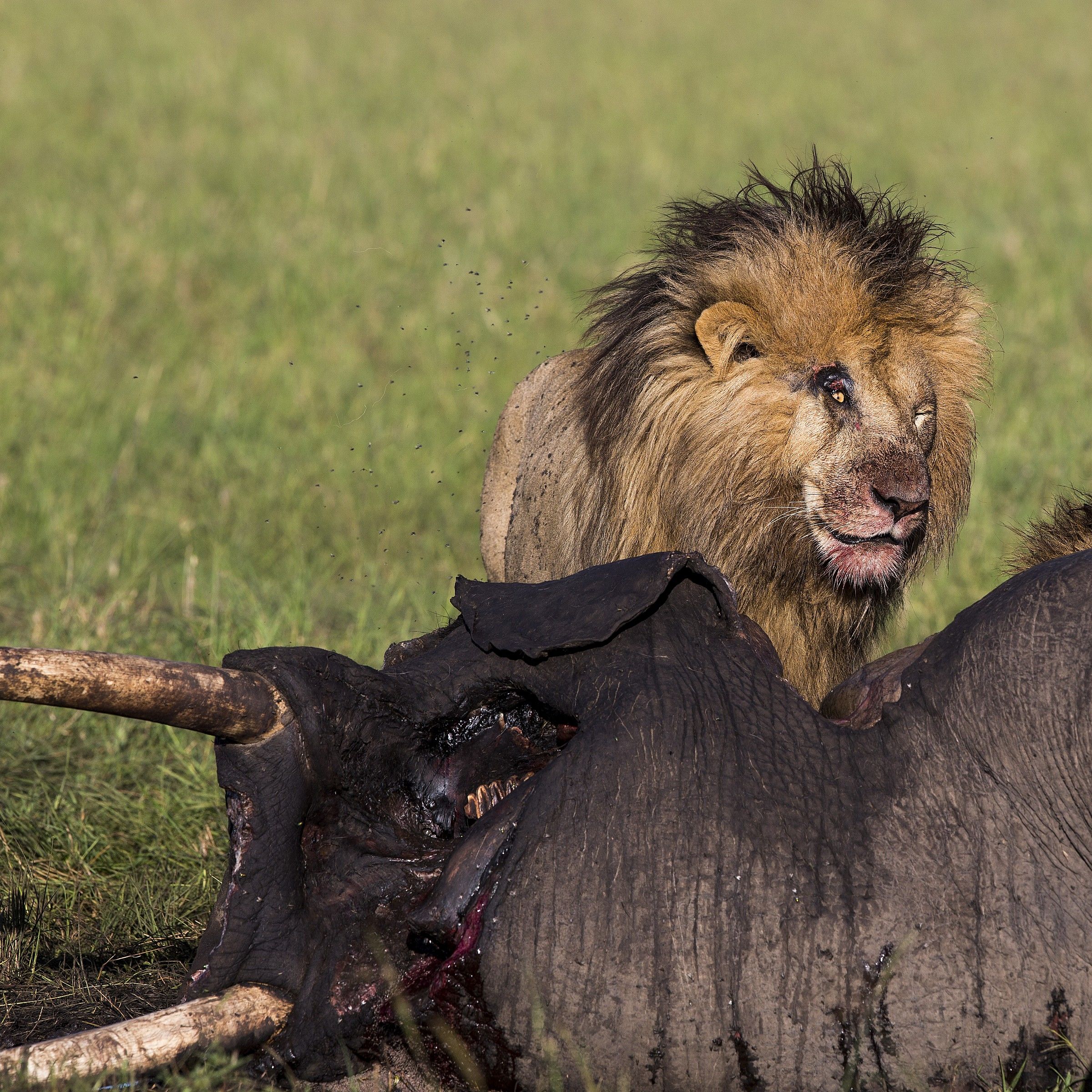 Dopo la lotta con l'elefante