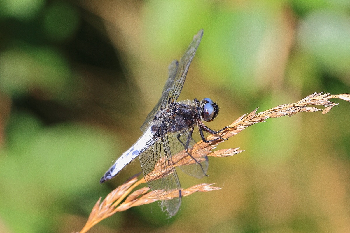 Orthetrum albistylum