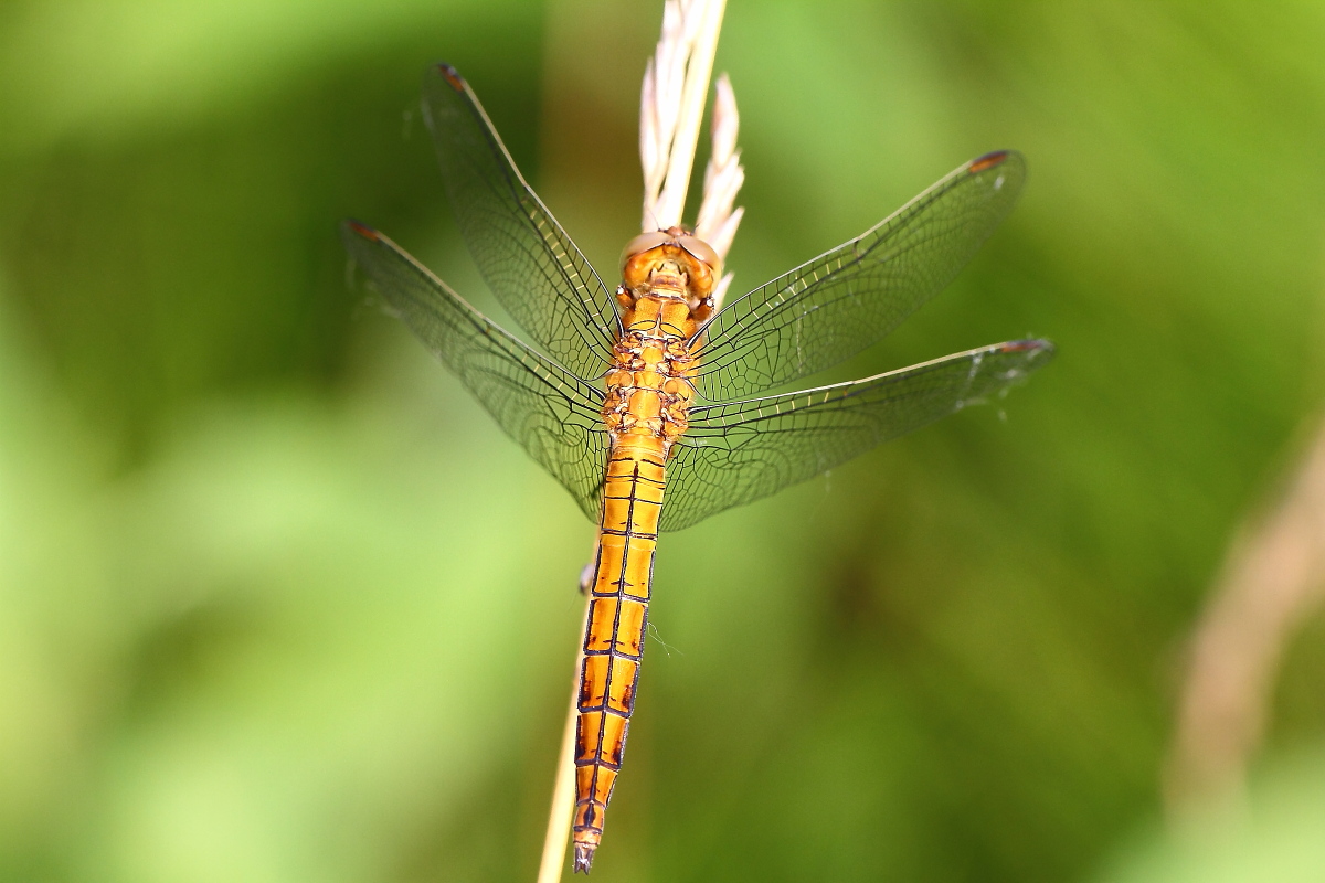Orthetrum brunneum