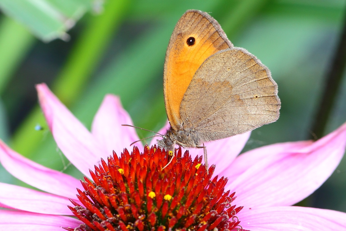 Butterfly on Flower