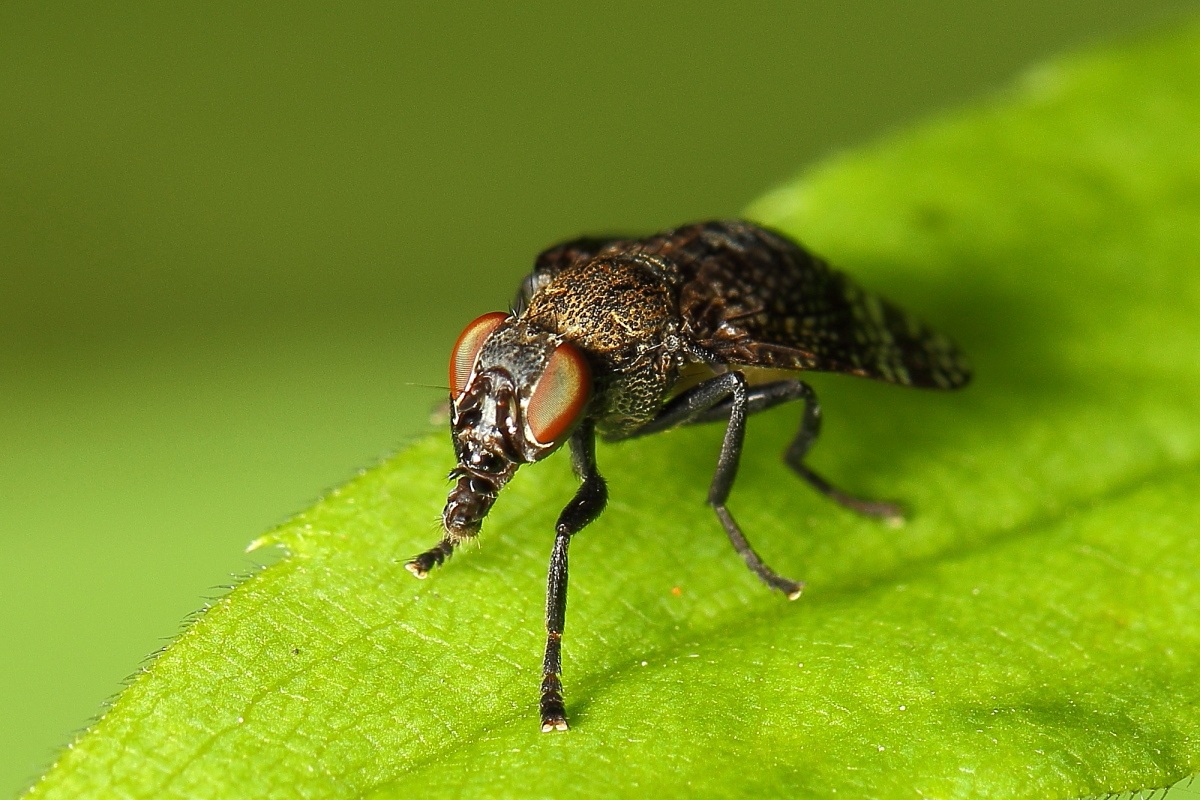 Moscow with proboscis