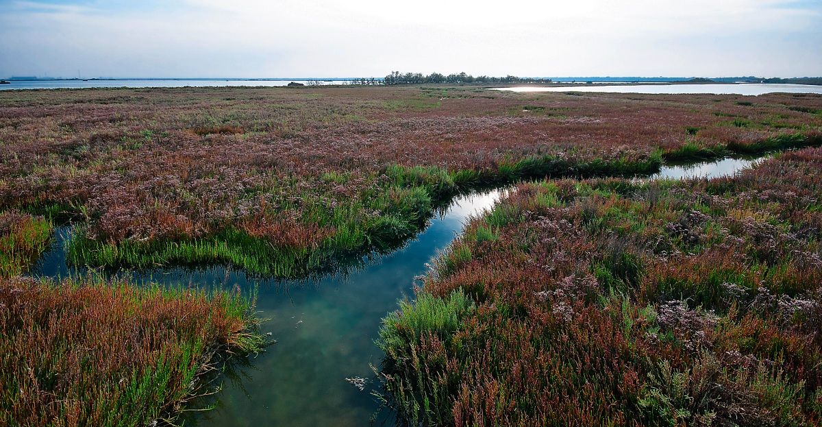 Valli di Porto Corsini