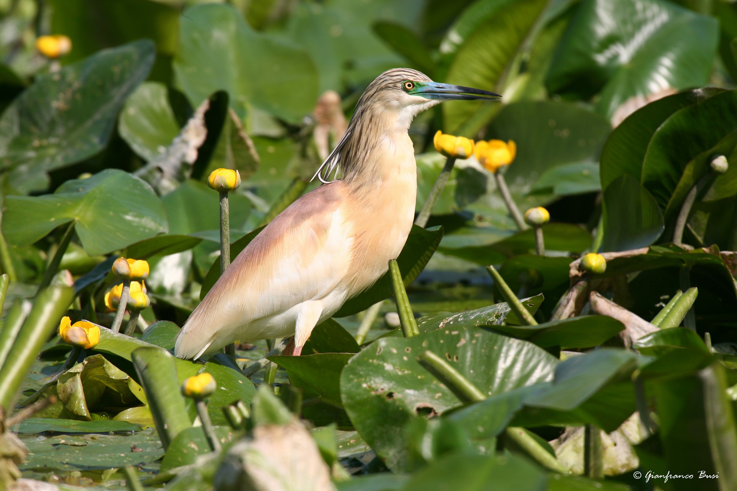 sgarza ciuffetto - ardeola ralloides