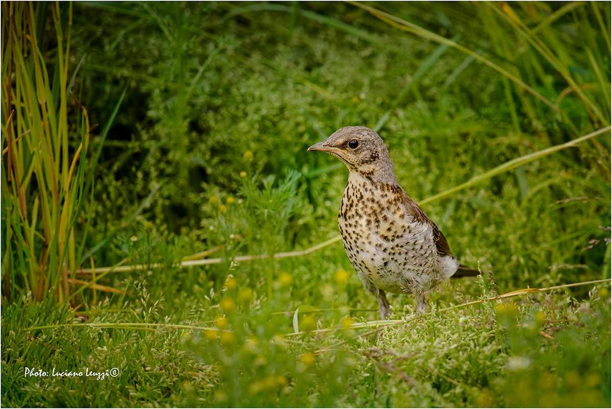 Tordela (Turdus viscivorus)