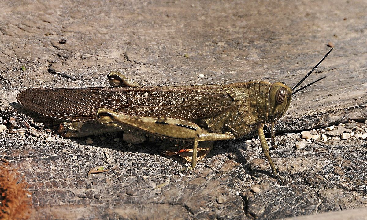 my first grasshopper