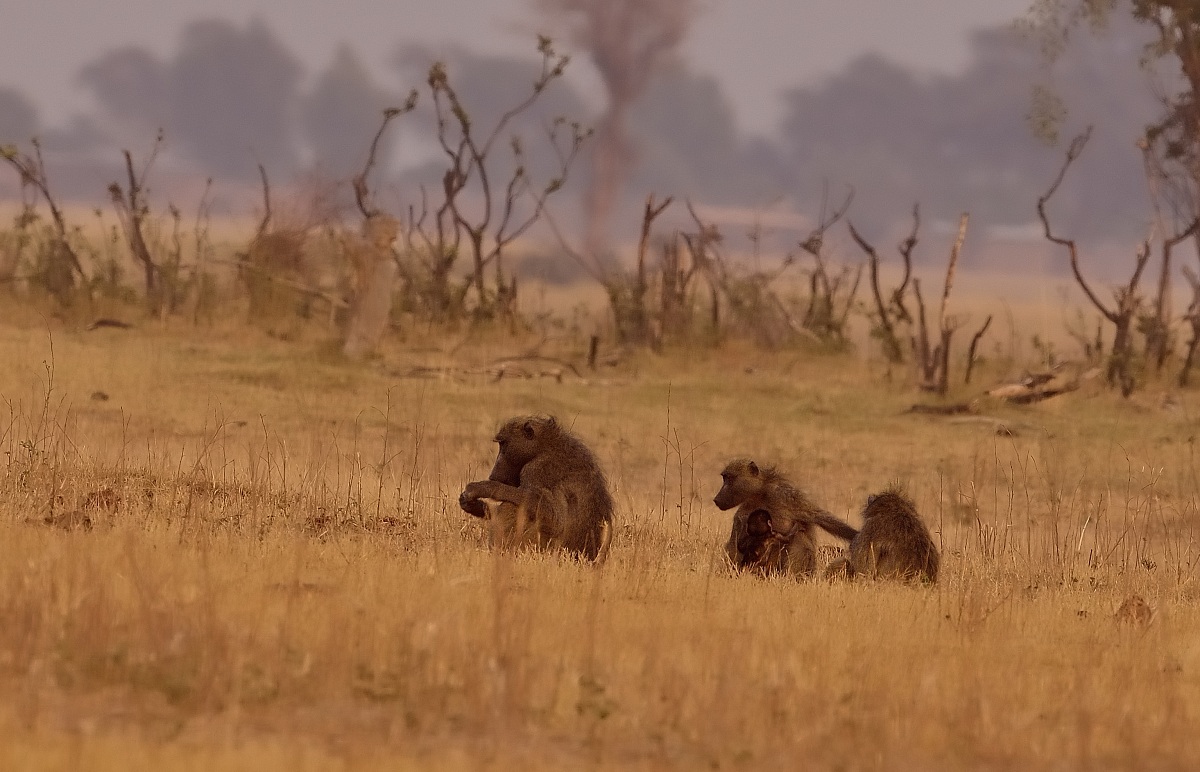 Chobe - Babbuini