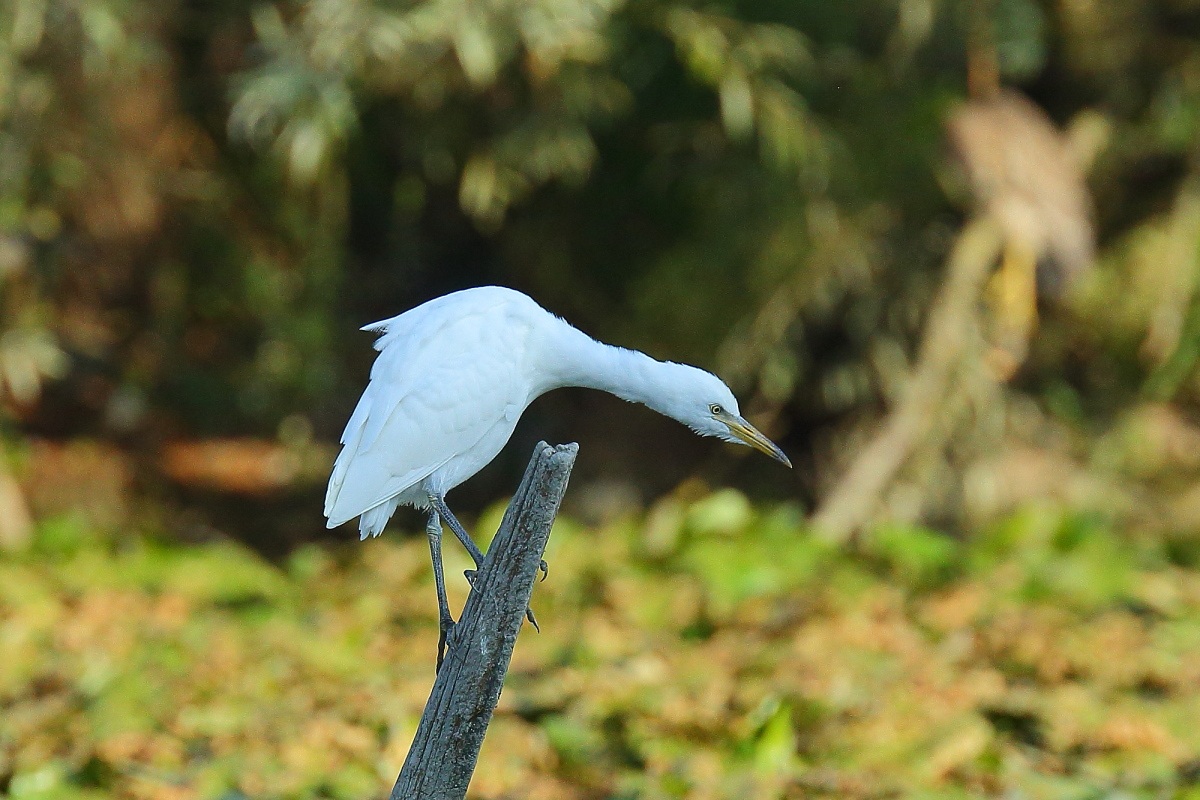 Heron Guarabuoi