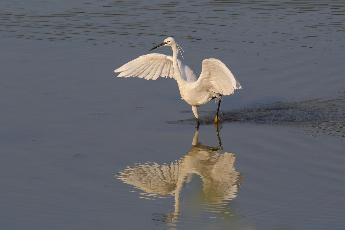 Egret on the hunt