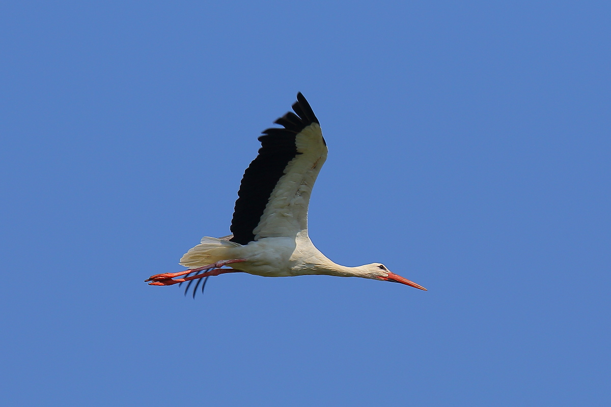 Stork in flight
