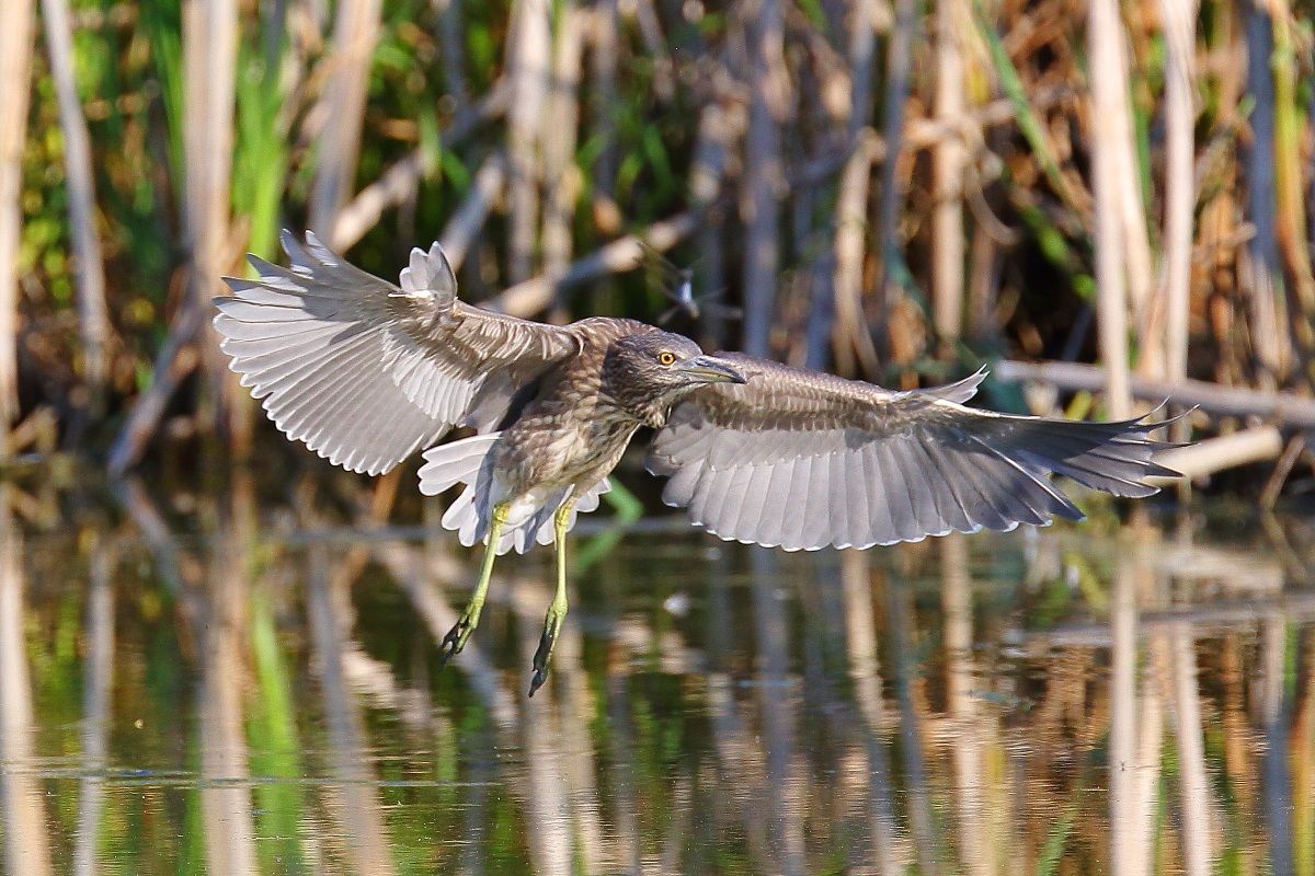 Night Heron juv. in flight