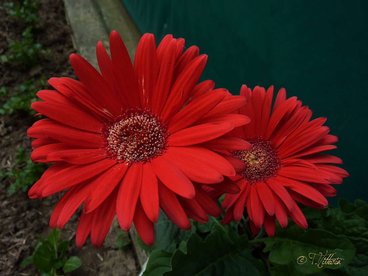 Gerberas