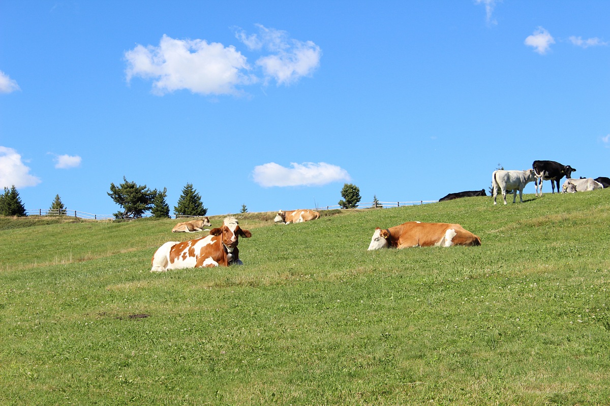 grazing cows