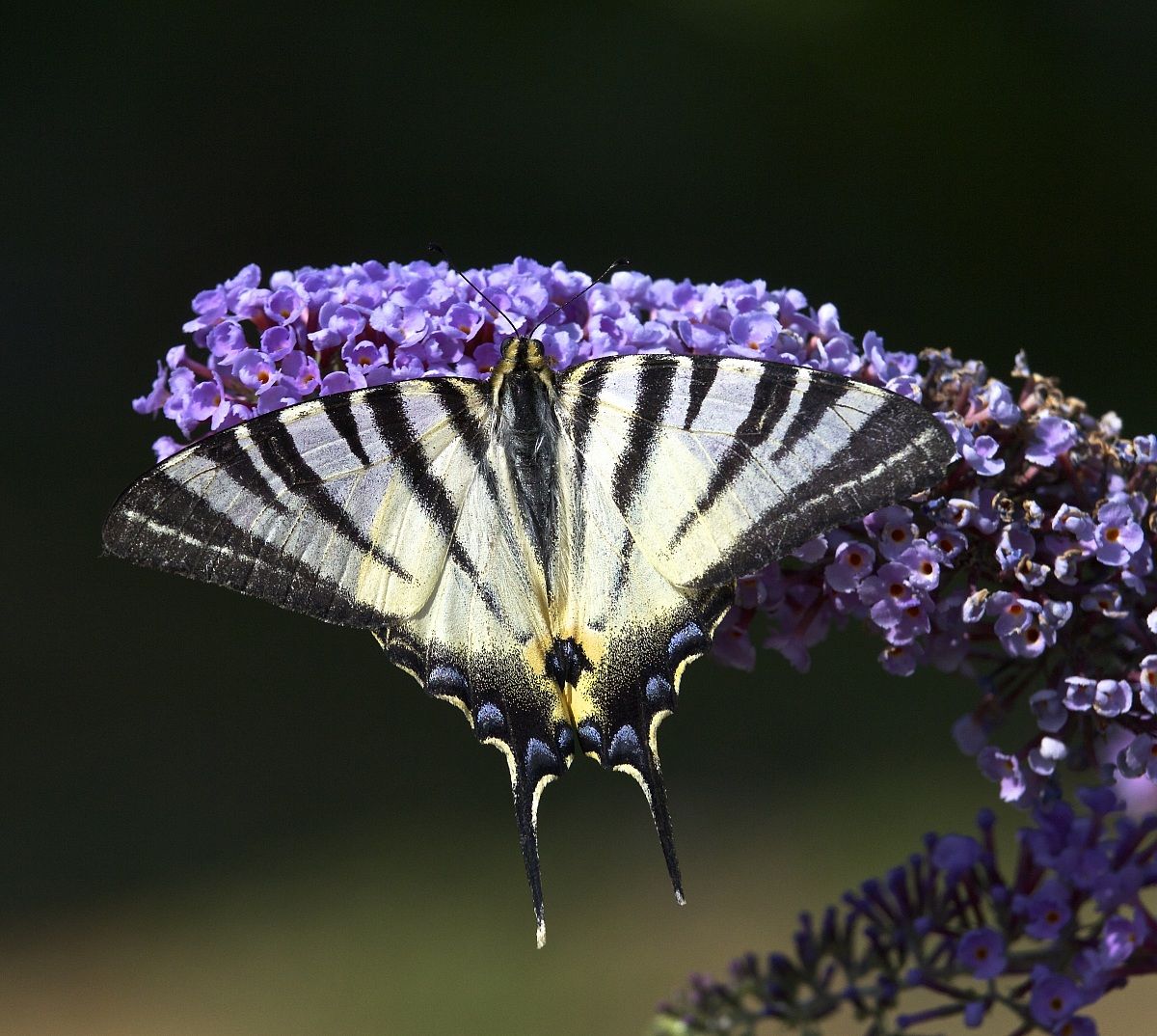 Podalirio mythological .......