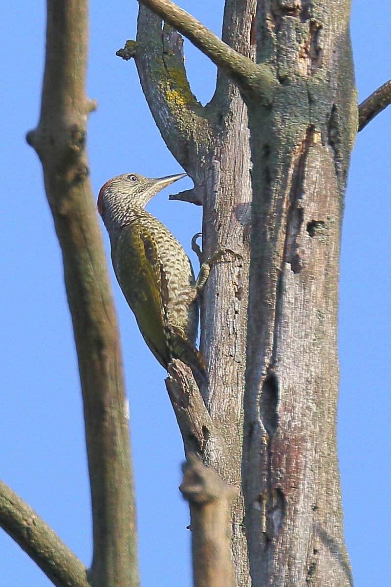 Green Woodpecker young