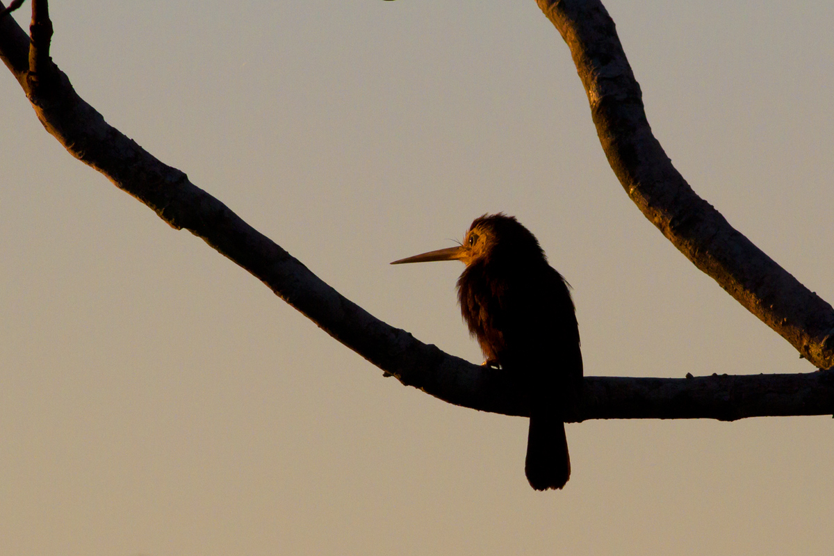 Jacamar dipper at sunset on the Madre de Dios