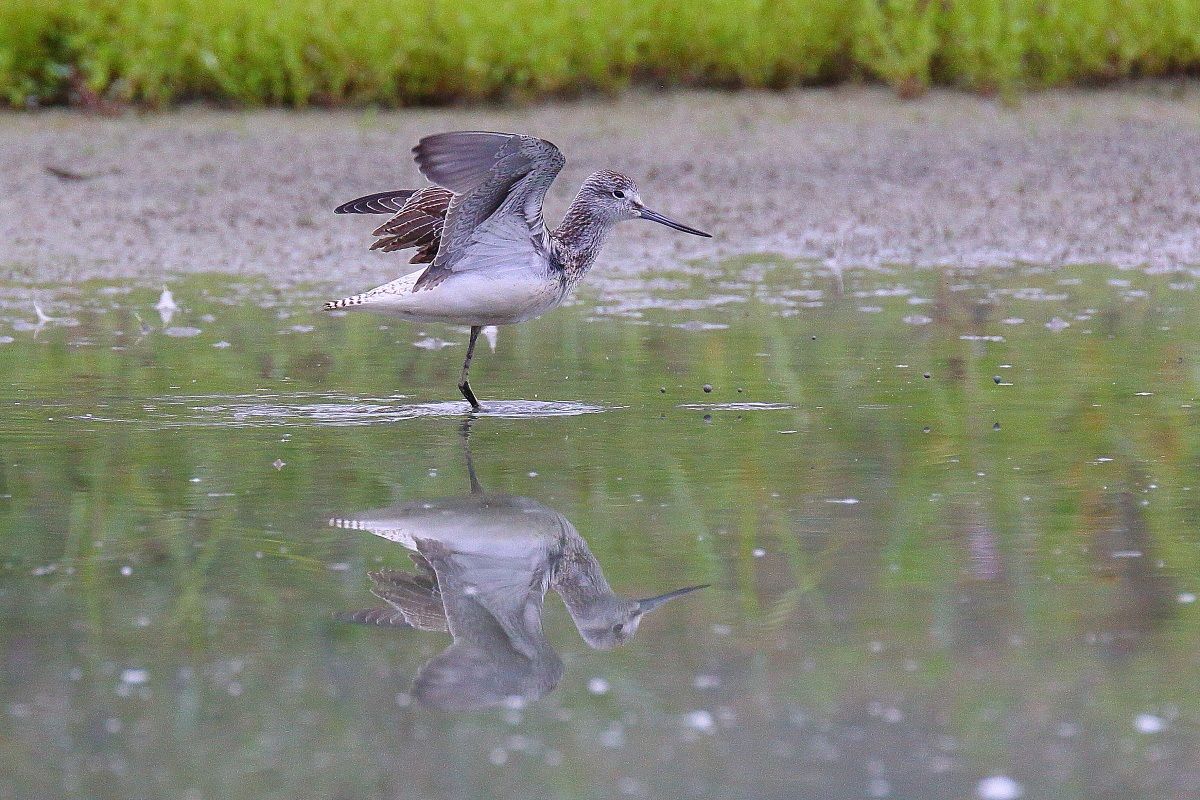 Greenshank
