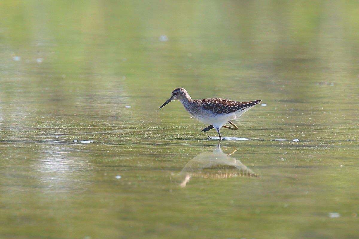 Wood Sandpiper